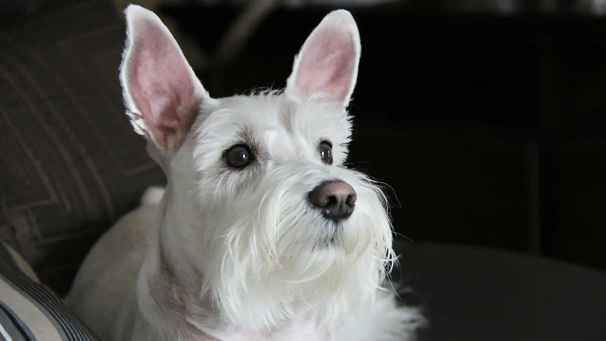 Schnauzer blanco